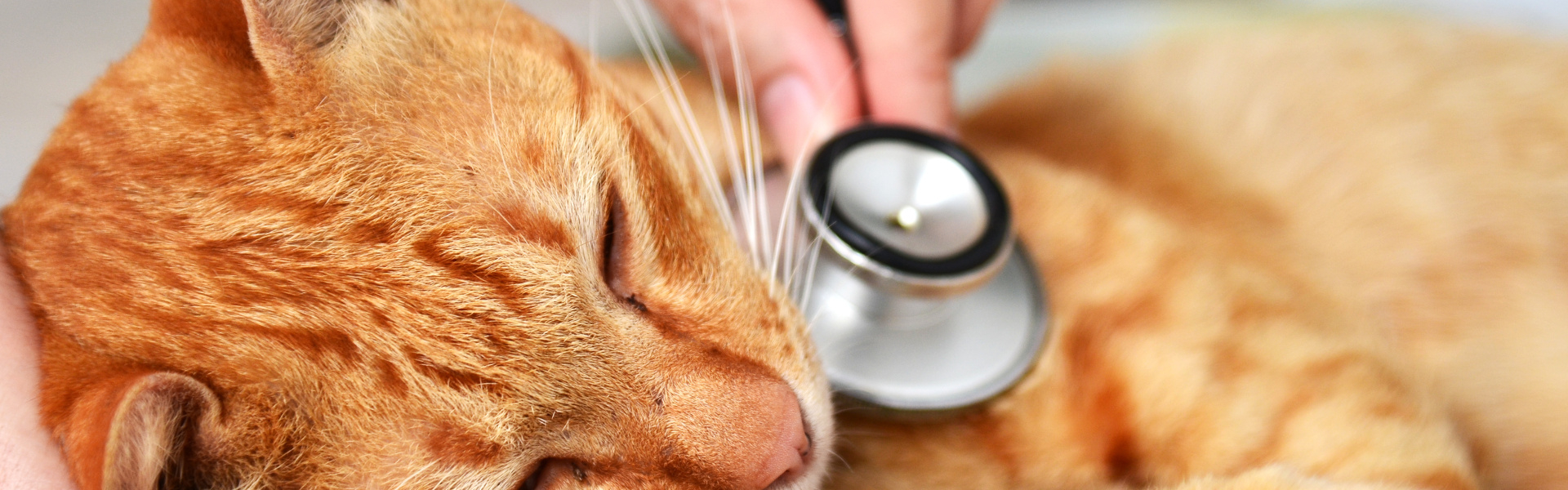 After Hours Vet - Accident & Emergency | Veterinary Specialists Aotearoa