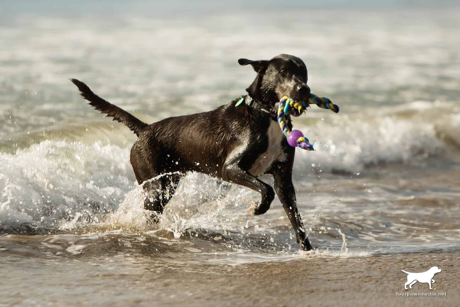 SLIDING HUMERAL OSTEOTOMY (SHO) SURGERY KEEPS ENERGETIC LABRADOR LOVING LIFE