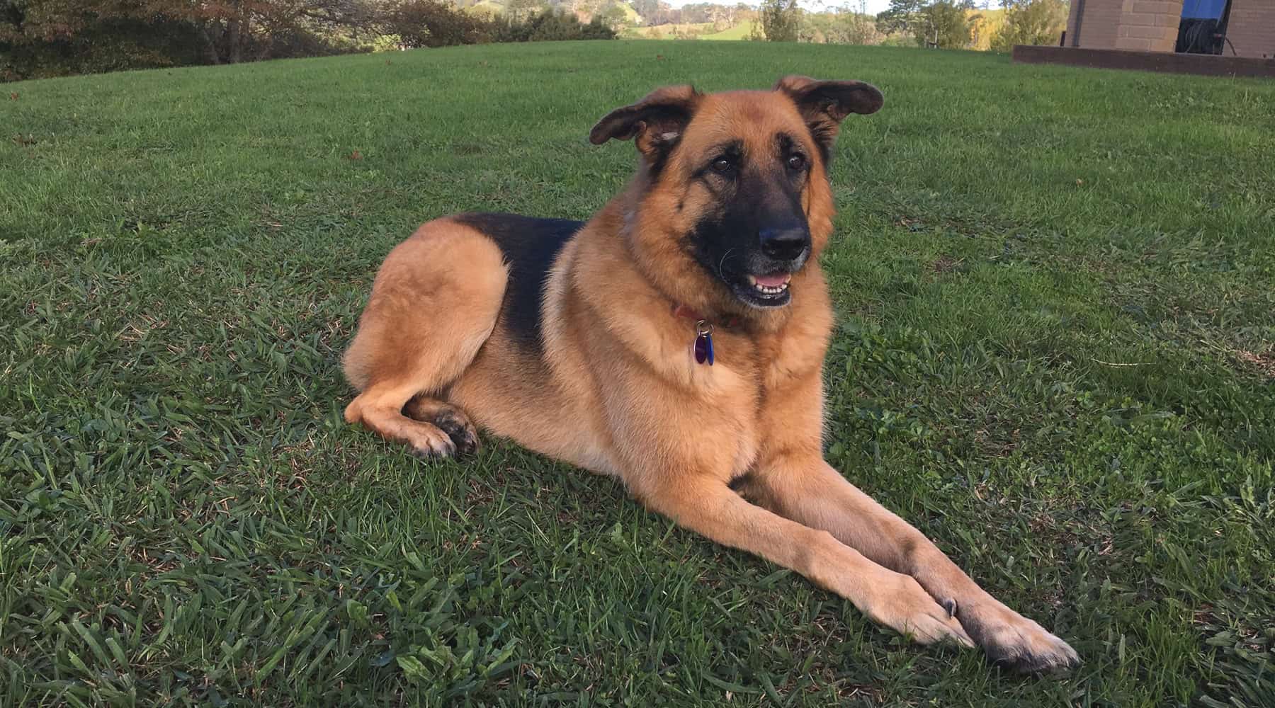 PEBBLES’ BILATERAL HIP REPLACEMENT JOURNEY
