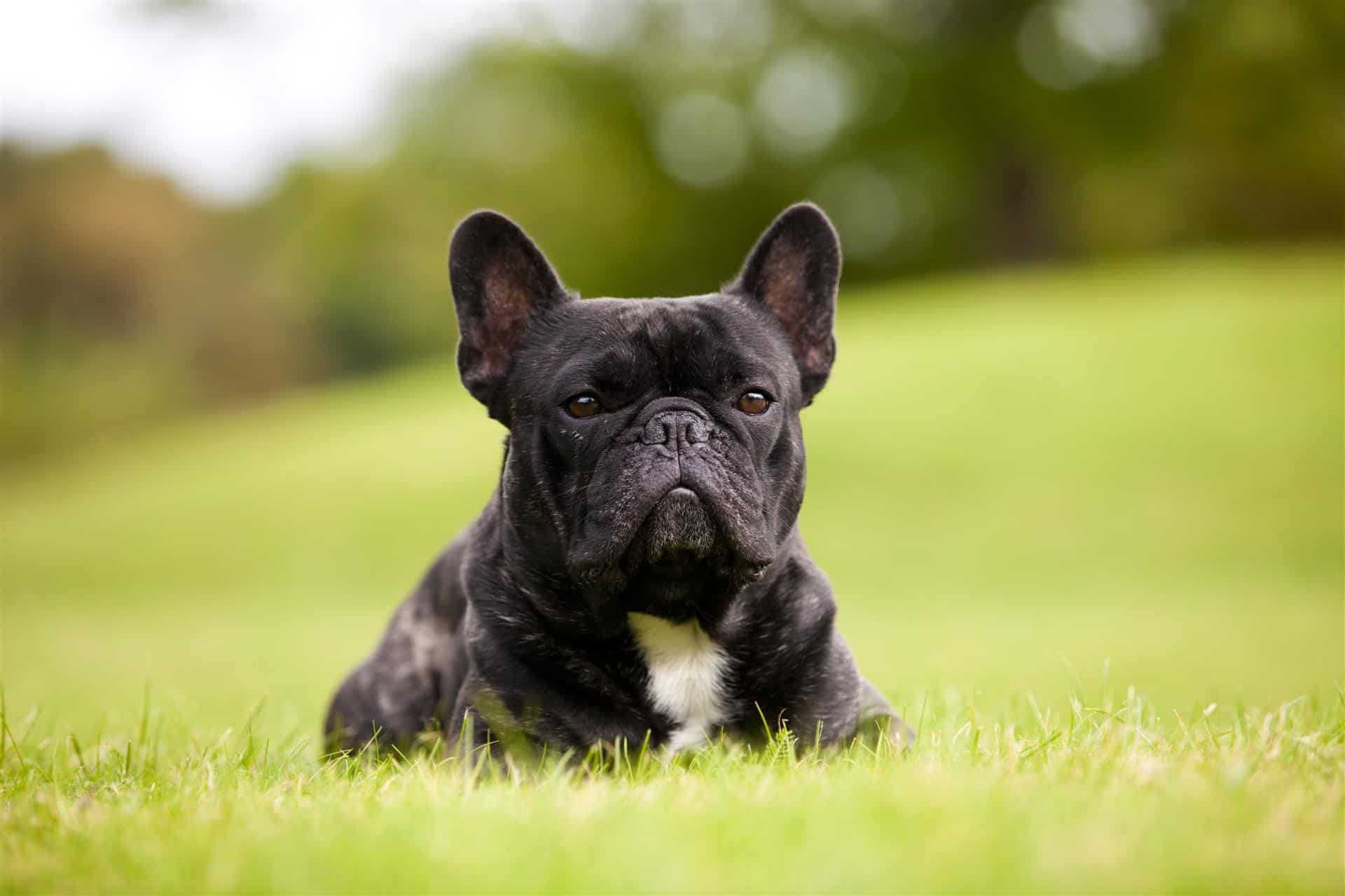 PERMANENT TRACHEOSTOMY FOR LARYNGEAL COLLAPSE IN A FRENCH BULLDOG