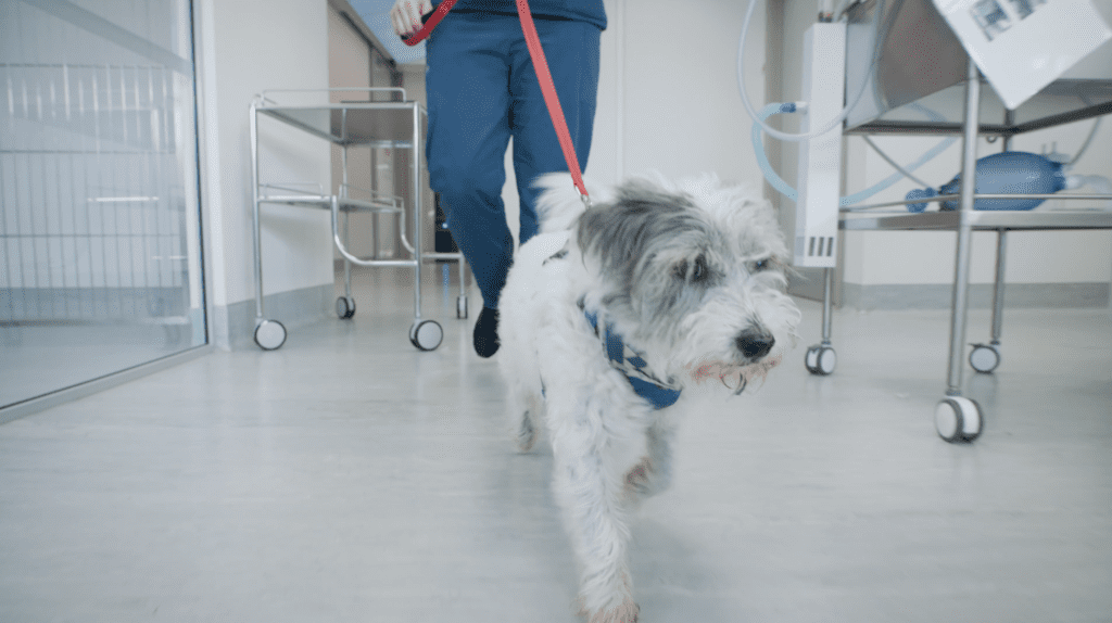 Animal Physiotherapy - Pet Recovery | Veterinary Specialists Aotearoa
