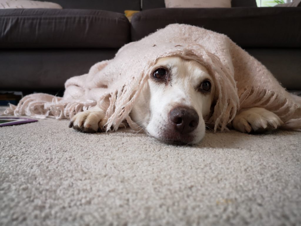 a dog hiding under a blanket