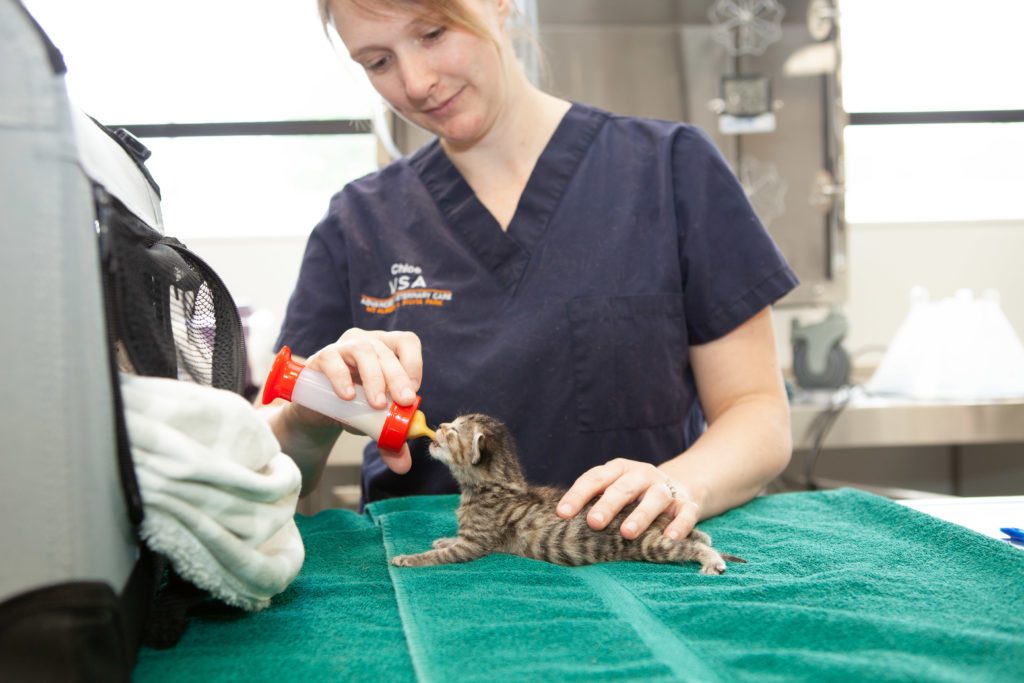 Specialist Vet Nursing at VSA - a veterinary nurse feeds a newborn kitten