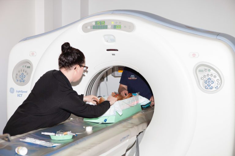 A nurse carefull prepares an animal for a CT scan at the VSA Veterinary Specialist Hospital in NZ