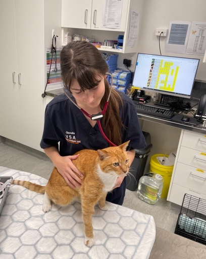 A nurse in our animal emergency centre cares for a cat - at VSA, Specialist Animal Hospital in NZ