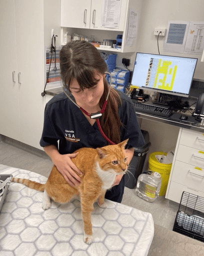 A nurse in our animal emergency centre cares for a cat - at VSA, Specialist Animal Hospital in NZ