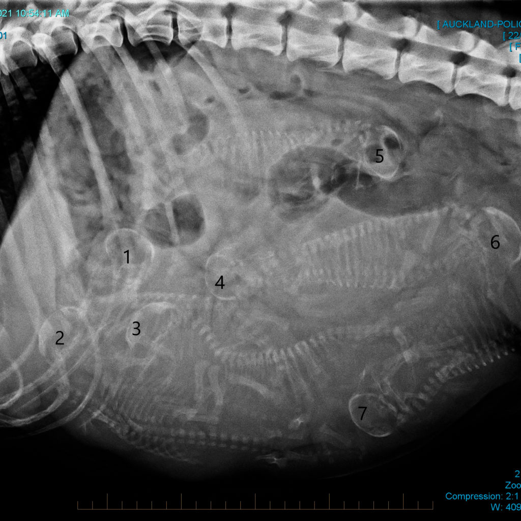 x-ray showing 7 puppies