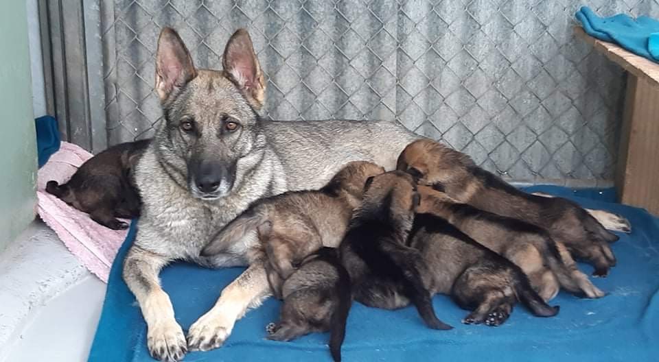 Vali and her puppies