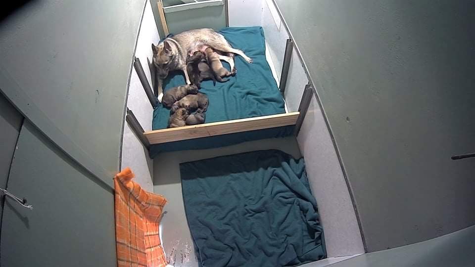 Vali at the birthing unit having just delivered her puppies