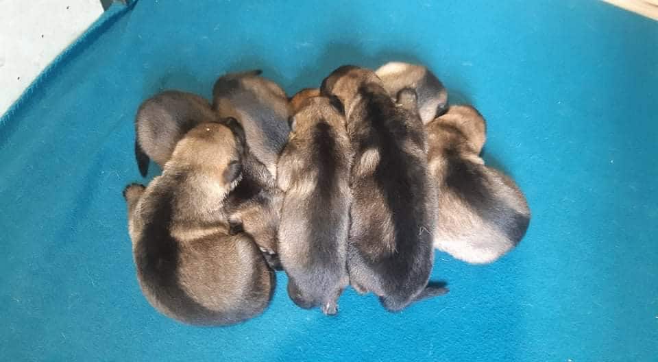 7 police dog puppies all huddled together
