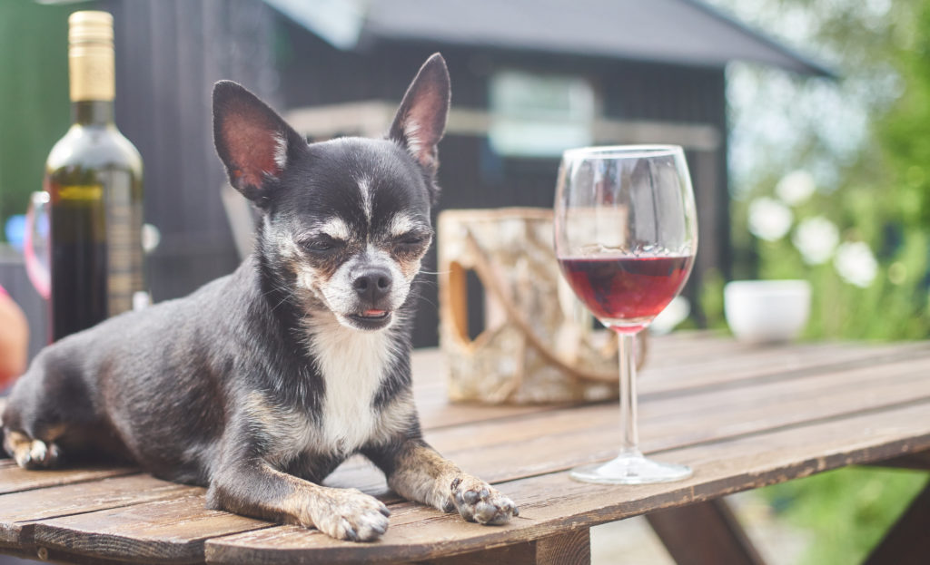 image shows a chihuahua on a table with a glass of red wine. Alcohol is toxic to dogs