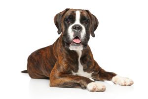 A boxer - an example of a dog breed at higher risk of heat stroke