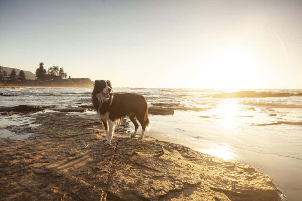 A Border Collie on an Auckland beach - move your vet career to NZ and have fun on the beach with your pets too!
