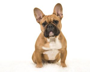 A french bull dog - an example of a dog breed at higher risk of heat stroke