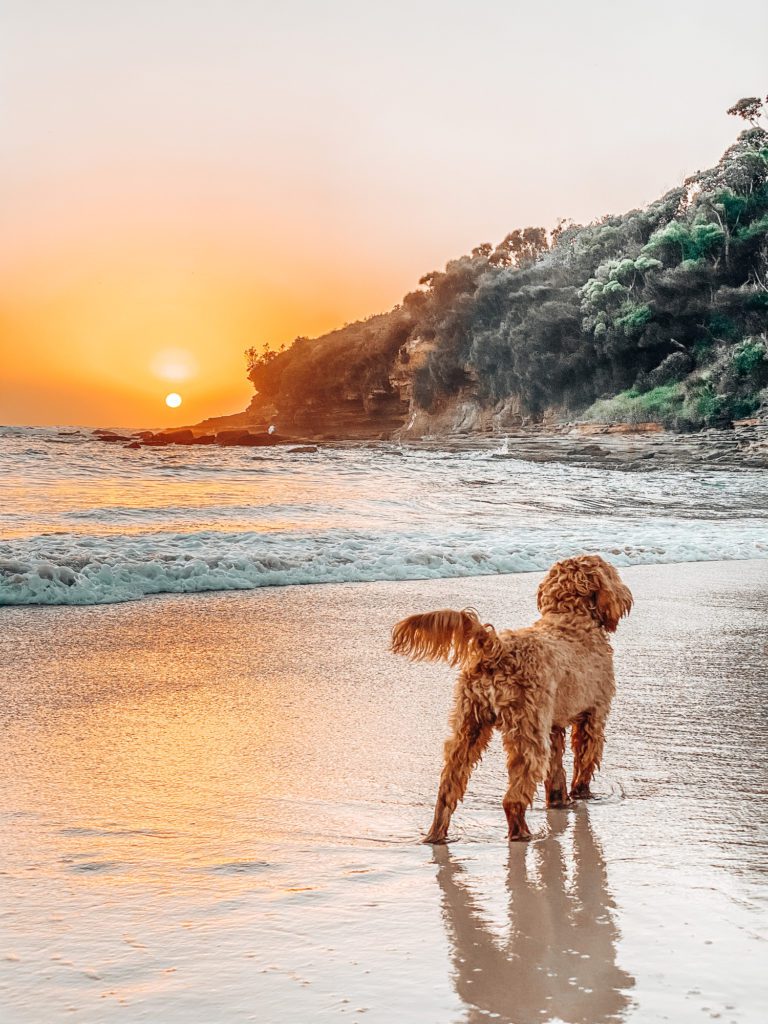 a dog walk at sunset