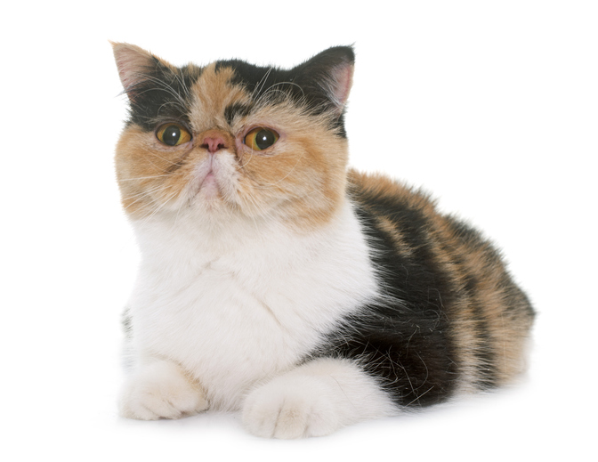 An exotic breed cat - an example of a cat breed at higher risk of heat stroke