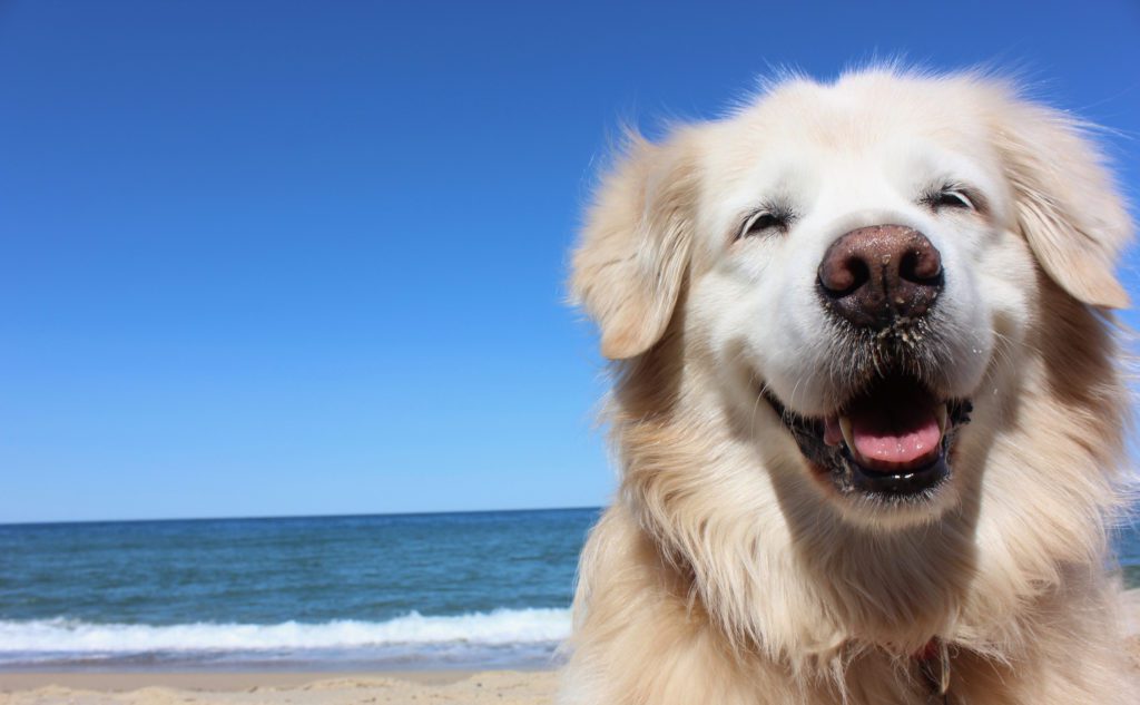 a dog sits on a beach with blue sky and sunshine