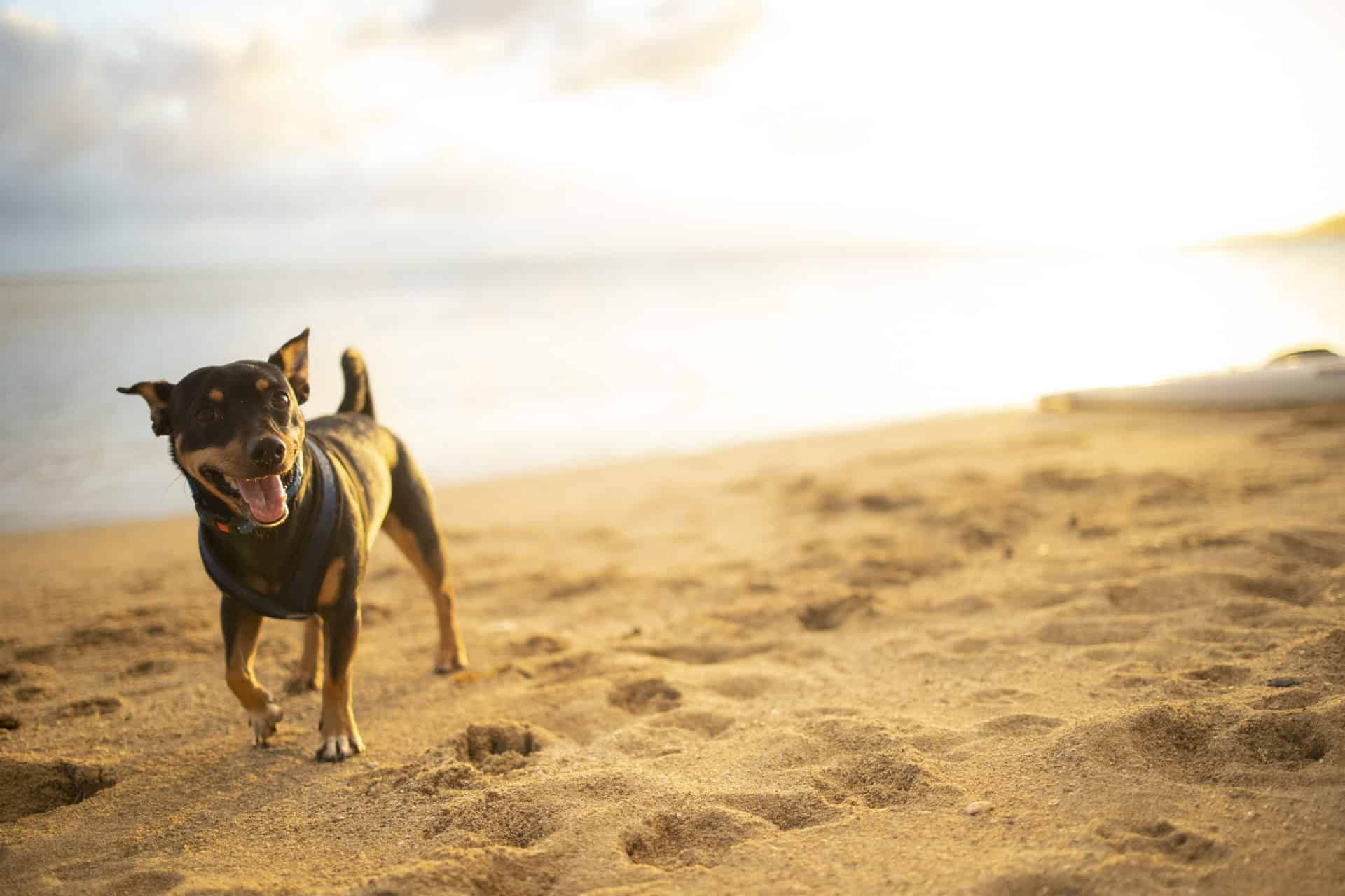 happy dog walking on a beach - rostered downtime at VSA