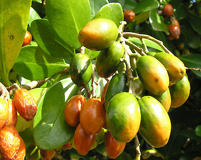 KARAKA BERRY - NZ NATIVE TREE FRUITS THAT ARE TOXIC TO DOGS