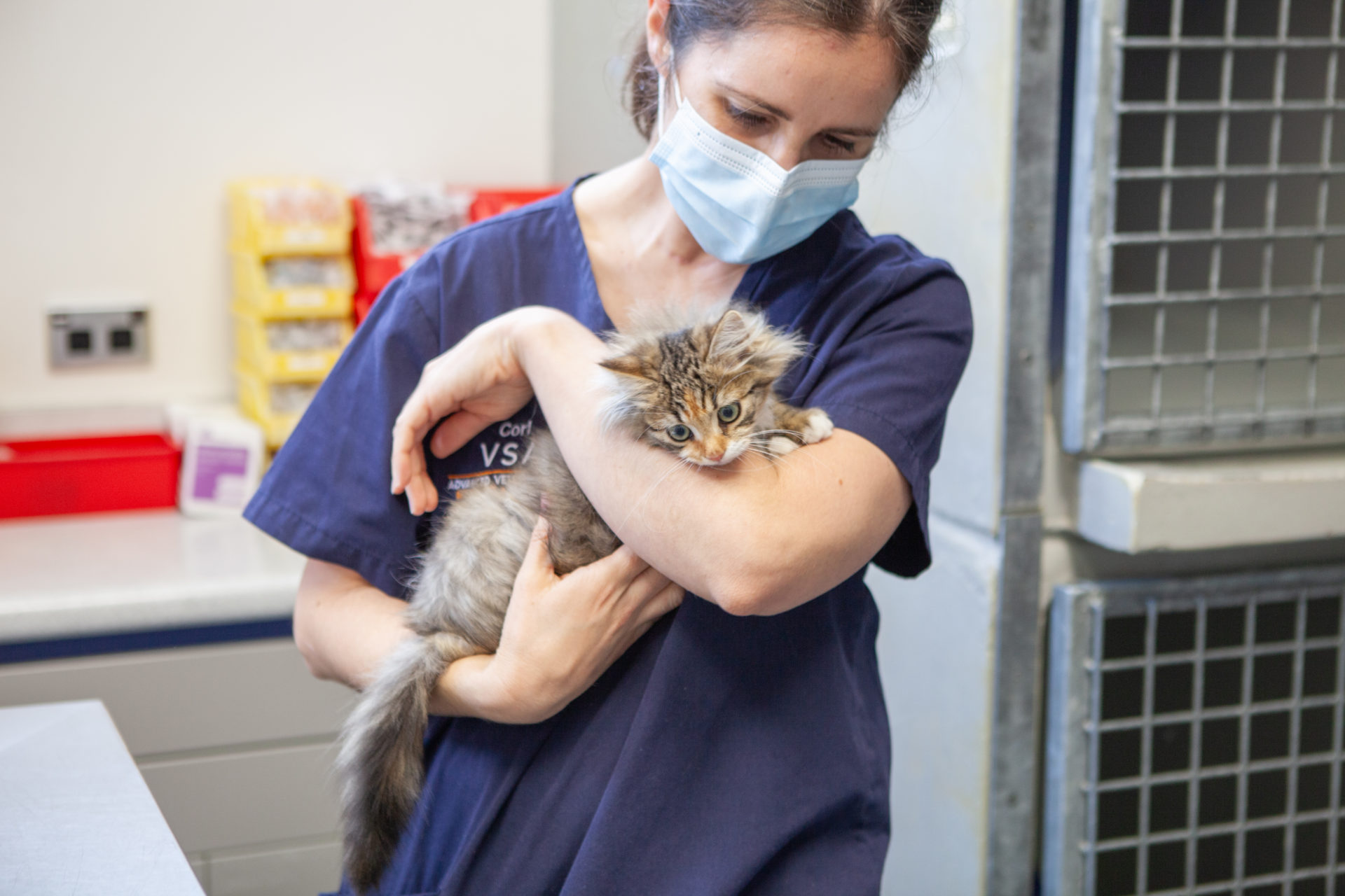 A vet nurse with one of our cutest patients, a tabby long haired kitten