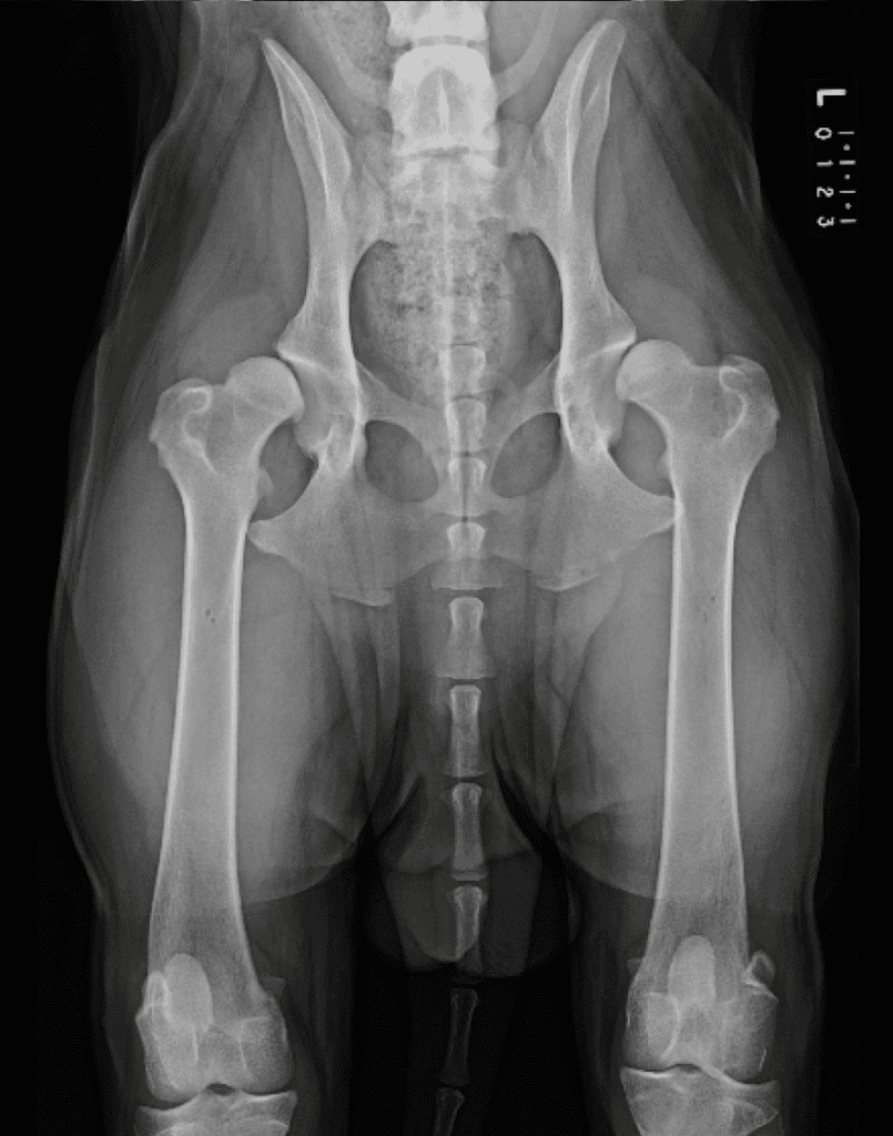 Hip Dysplasia What is it and what can you do about it? Veterinary