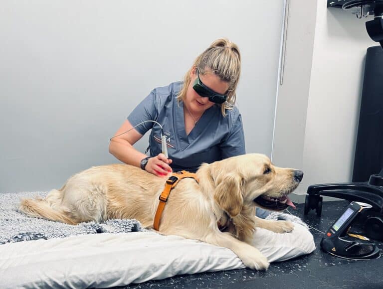 VSA Christchurch Veterinary Specialists Aotearoa specialist veterinary services in NZ