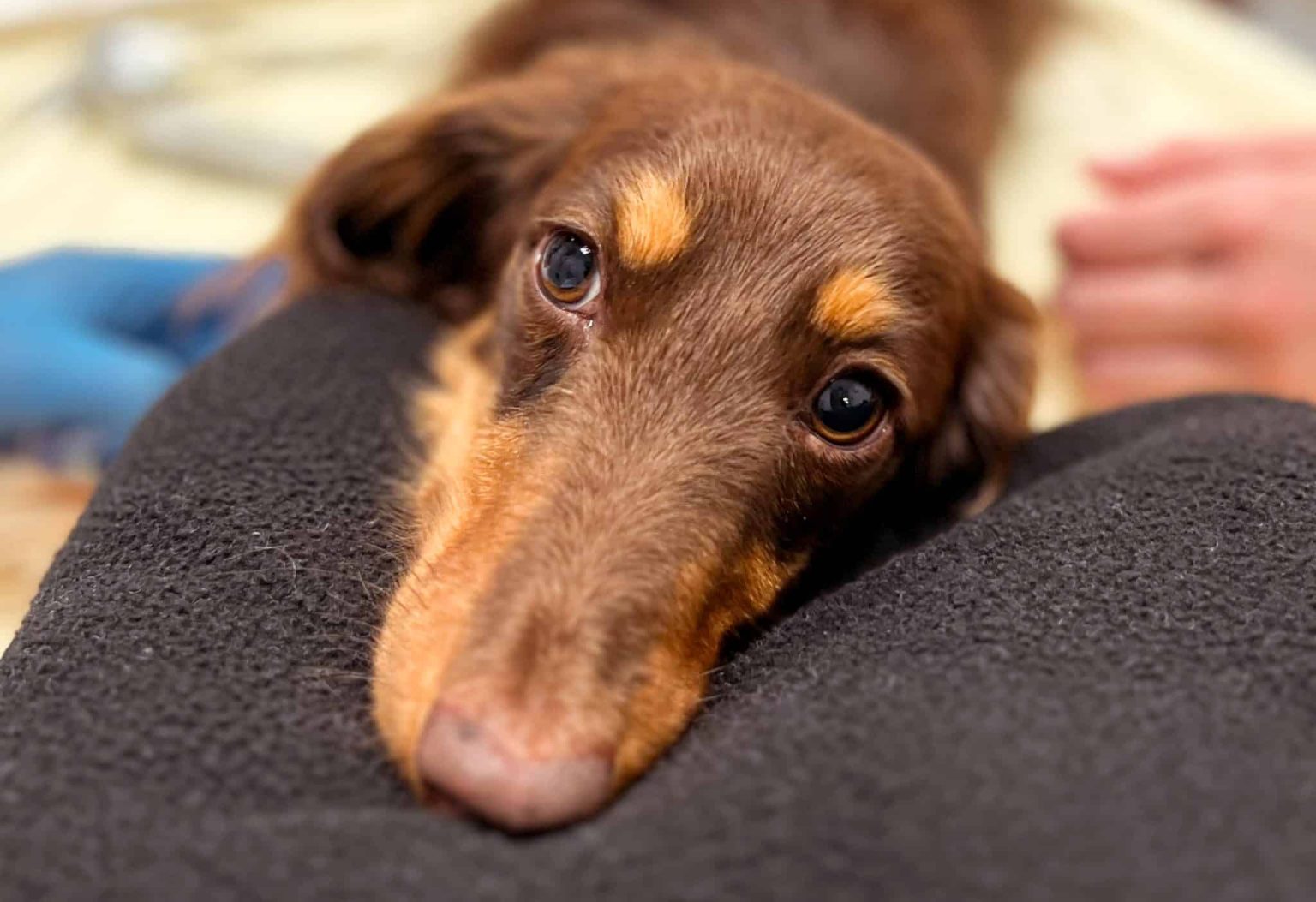 Understanding Mitral Valve Disease in dogs