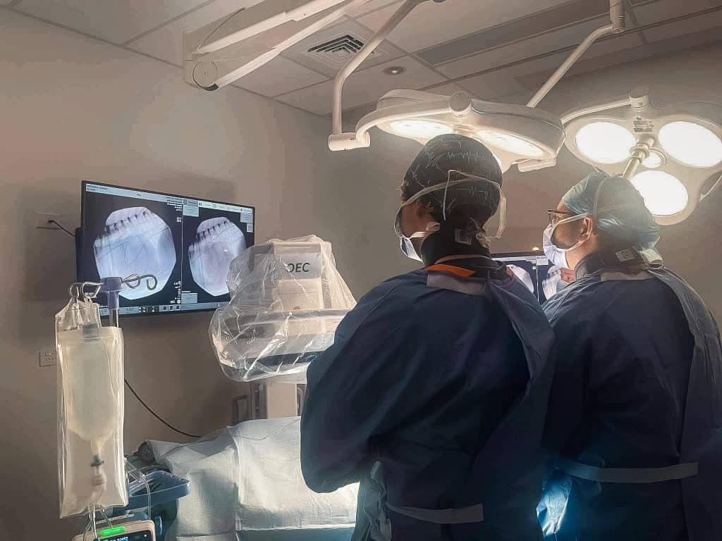 Groundbreaking treatments for mitral valve disease in dogs