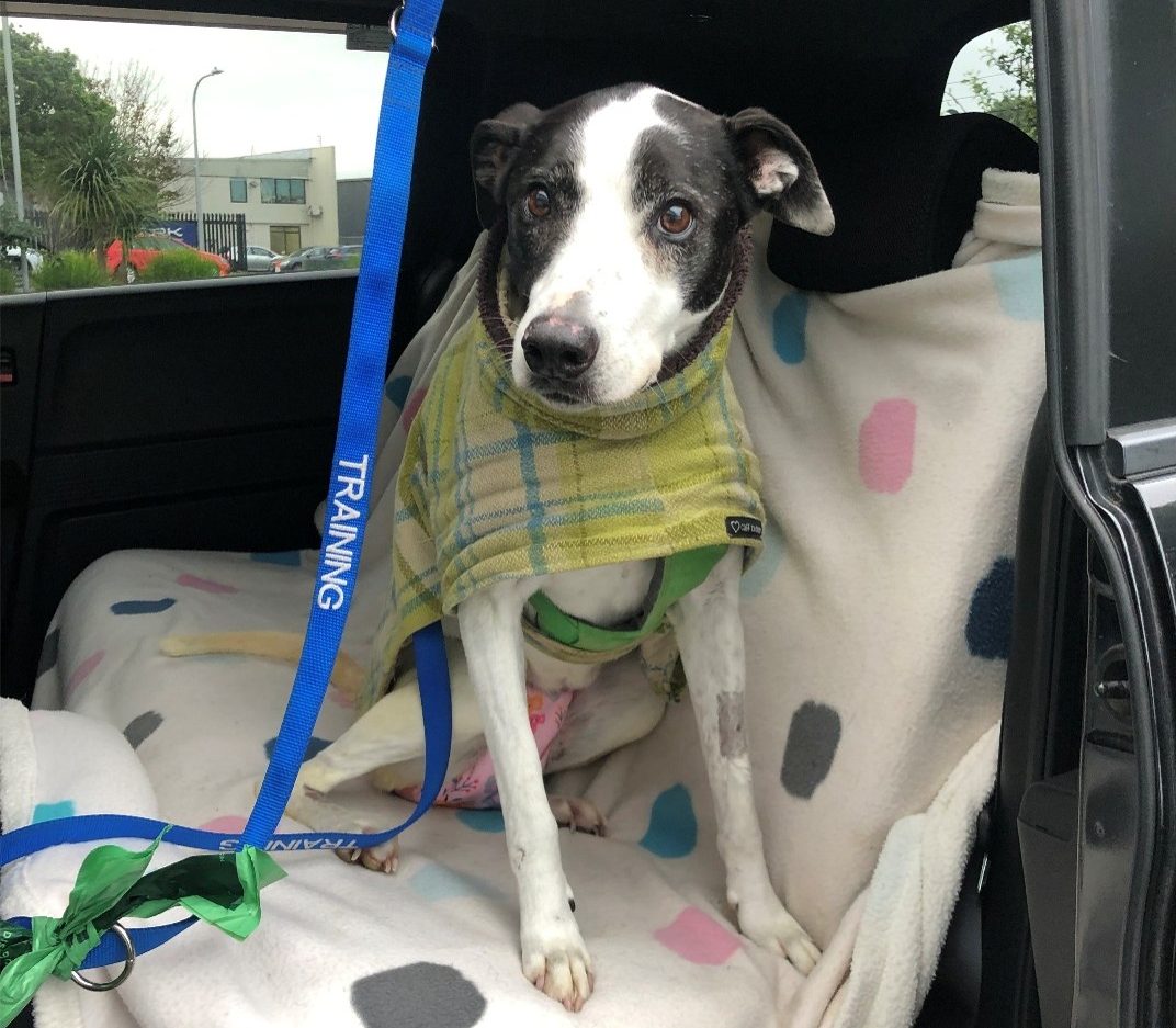 From spinal cyst to surgery: How Lottie found her way