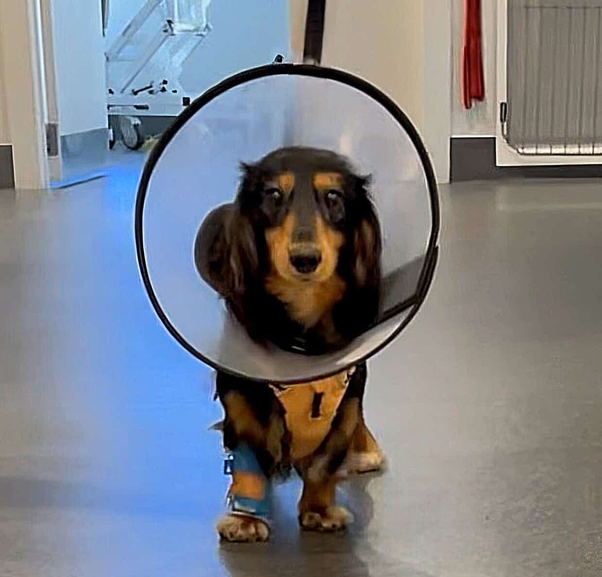 Scout the dog standing in the hospital with a cone on his head